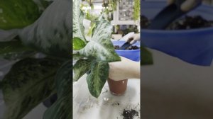 На очереди аглаонемы и диффенбахии ☘️🌿☘️. Пересадка.