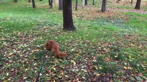 Лемми на проголке