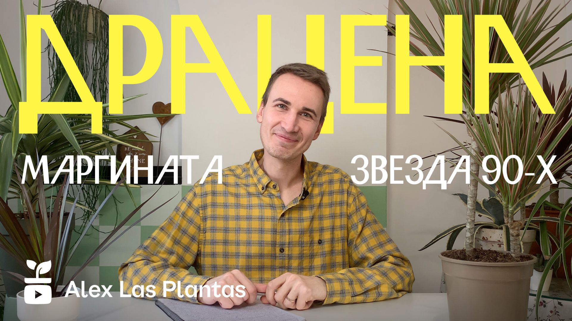 Драцена — звезда 90-х | Уход, сорта, воспоминания