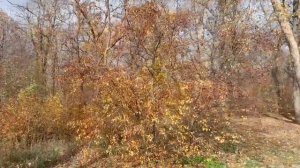 Поздняя осень в парке Авиаторов ✈️ Тихое место для прогулок 🫶