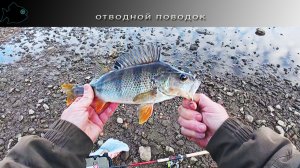 отводной поводок поздней осенью #2