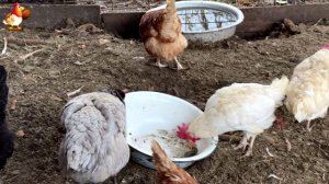 Куры осенью очень счастливы 🤗😂😜  (15)
