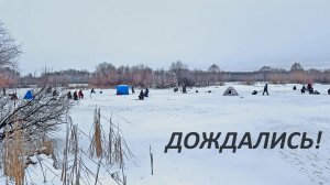 Второй первый лёд. РЫБАЧАТ ВСЕ. Зимняя рыбалка. На микроджиг из лунки. Кивок помог!