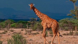 Почему у жирафа длинная шея?