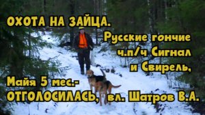 ОХОТА НА ЗАЙЦА. Русские гончие ч.п/ч Сигнал и Свирель, Майя 5 мес.- ОТГОЛОСИЛАСЬ вл. Шатров В.А.#hu