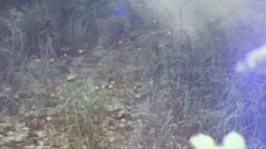 Половинки(автор Весёлый хлебник)