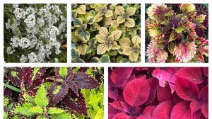 Эти цветы украсят любую клумбу!