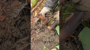 Колоказия эскулента, Таро