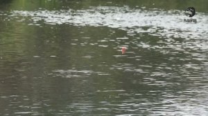 С поплавочной удочкой по ручью // Дикий ручей 2 (13)