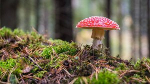 Песня - сказка "Мухомор" Текст и монтаж видео: Л. Ломаева. Музыка, исполнение: Suno AI.