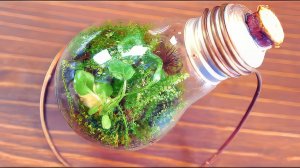 ВЕЧНЫЙ ТЕРРАРИУМ - [3 МЕСЯЦА СПУСТЯ]