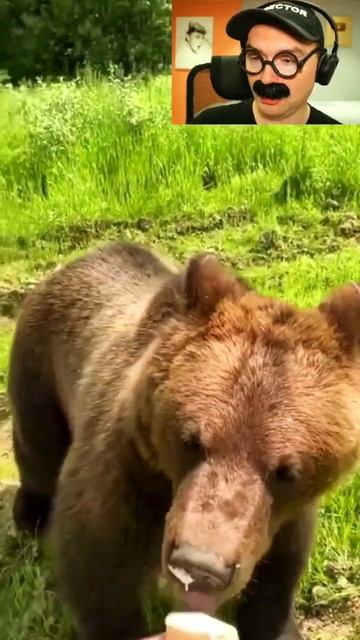 Медведь сожрал у мужика мороженое смотреть онлайн