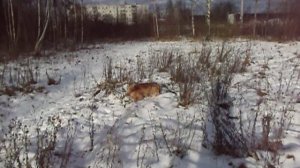 английский кокер-спаниель