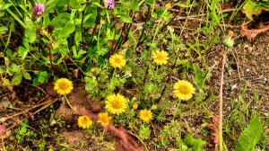 Многотравье