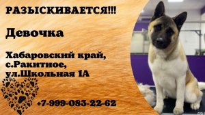 Пропала собака! Девочка. Хабаровский край, с. Ракитное