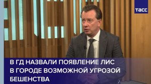 В ГД назвали появление лис в городе возможной угрозой бешенства