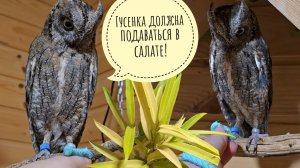 Сыч Лучик не смог одолеть гусеницу. Совы ужинают. Распаковка новых редких растений для цветочни