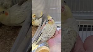 Как я выращиваю птенцов Кореллы 3 часть