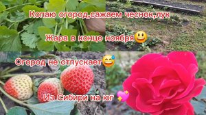 20-11-2025 Наслаждаемся южной жизнью ☀️/Погода удивляет 😃/Сажаем чеснок, лук/Копаю огород/Кубань/