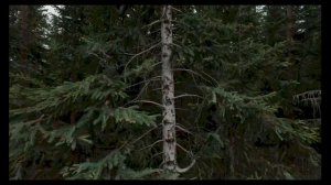 Интересный факт: «История о доброй няньке -березе»