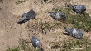 Голуби на пляже, все как у людей