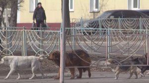 Тотальный отлов и эвтаназия: в чём суть закона против агрессивных бродячих псов