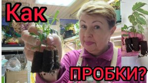 100 процентное укоренение. Не хотела черенковать. а теперь не знаю куда девать