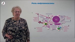 Бажукова Т.А. Иммунные повреждения при пародонтите