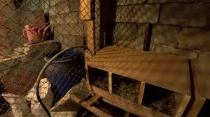 Наилучший вариант размещения кур-несушек