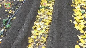 КОГДА и КАК Посадить Озимый Чеснок Для Большого Урожая?