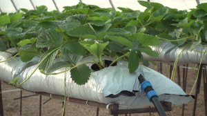 Предприниматели Севастополя продолжают развивать свой бизнес при помощи грантовой поддержки