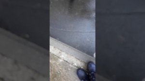 БЕЗДОМНЫЙ КОТ 😿