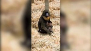 В калининградском зоопарке впервые за 20 лет родился мандрил