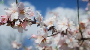 ВОССТАНОВЛЕНИЕ НЕРВНОЙ СИСТЕМЫ 🌿 Нежная музыка, успокаивает нервную систему и радует душу #31