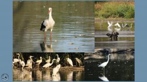 Аисты, цапли серые и белые, бакланы. Серая цапля завидует белой, и та оставляет рыбину.