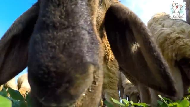 Котейка ТВ. Животные и их голоса + песенка для детей смотреть онлайн