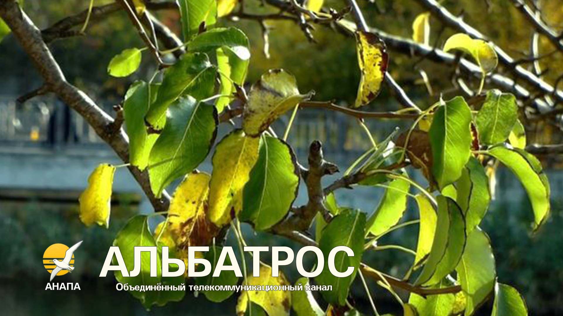 ОСЕНЬ на речке Анапке // АНАПА,  4 ноября 2025 года