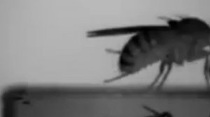 КОМЕДИЯ РОК  Сонные Мухи!((