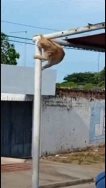 Смешные коты #92-8