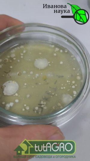 ГОРСТЬ ЗЕМЛИ - ЛУЧШЕ ДОРОГОГО ПРЕПАРАТА! Вместо покупных препаратов - обычная земля?