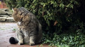 ДНЕВНИК лесного кота: «Барсик и его друзья!»  - 19.11.2025