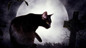 ЧТО В ШАБАШЕ?!....