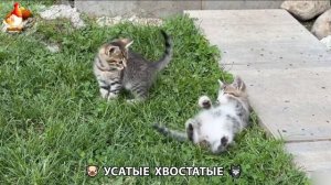 Котята и щенята 🐈🐶 Кошки и собаки 🤗 Милое видео про животных (1)