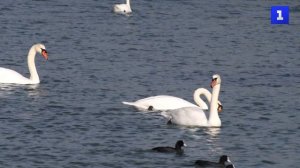 Лебеди в бухте Омега дарят свою грацию и принимают угощение