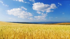 🌾 Золотые поля — пение жаворонков и звуки сверчков — пшеничные поля, танцующие на ветру — релакс