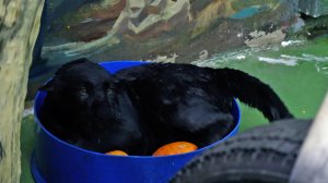 Чёрный ягуар Габриэль купается в "бассейне"..