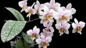 Стюартиана Шиллера первое цветение после двух нечаянно сломанных цветоносов