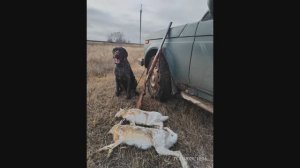 Наука ходовой охоты на зайца-русака - Отзыв покупателя