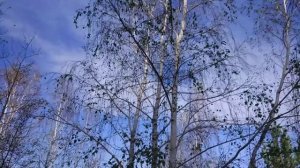 Сергей Есенин. «Отговорила роща золотая». Читает Анатолий Алымов