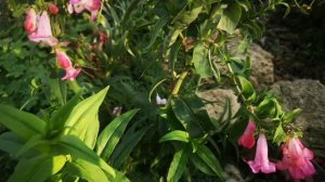 Пенстемон наперстянковый Хатвига